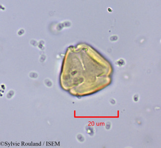 Ziziphus lotus - lame n° 2004