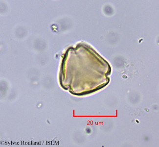 Ziziphus lotus - lame n° 2004