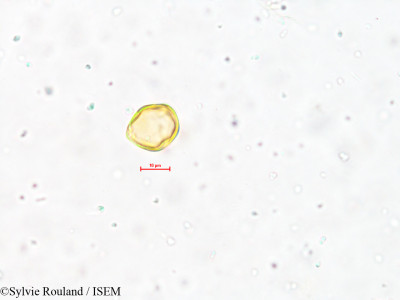 Sylvie.Rouland/Ziziphus_oenopolia_4010/Ziziphus_oenopolia_4010_0001(copy)_thumb.jpg