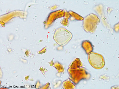 Ziziphus rugosa - lame n° 4011