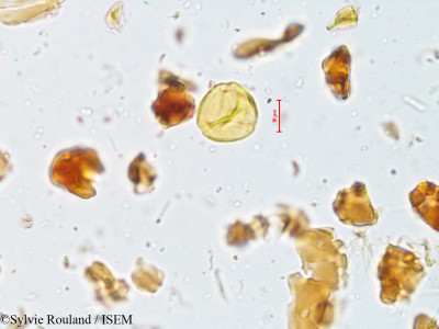 Ziziphus rugosa - lame n° 4011