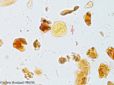 Ziziphus rugosa - lame n° 4011