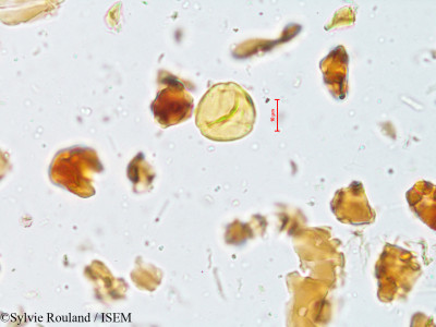 Ziziphus rugosa - lame n° 4011