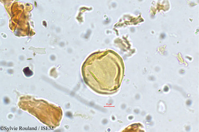 Ziziphus rugosa - lame n° 5754