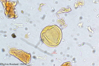 Ziziphus rugosa - lame n° 5754