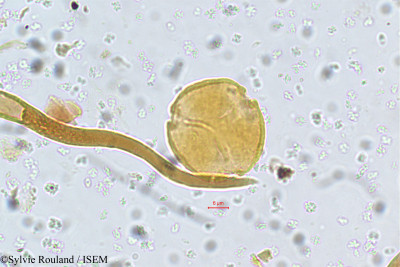 Ziziphus rugosa - lame n° 5754