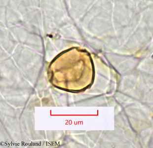 Sylvie.Rouland/Ziziphus_spina-christi_1348/Ziziphus_spina-christi_1348_0001(copy)_thumb.jpg