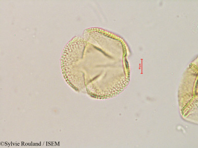 Sylvie.Rouland/Zombitsia_lucorum_4898/Zombitsia_lucorum_4898_0001(copy)_thumb.jpg
