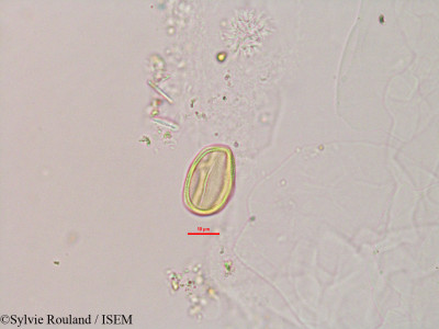 Sylvie.Rouland/Zornia_diphylla_2812/Zornia_diphylla_2812_0001(copy)_thumb.jpg