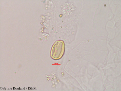 Zornia diphylla - lame n° 2812