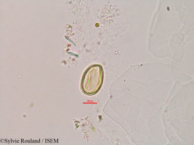 Zornia diphylla - lame n° 2812