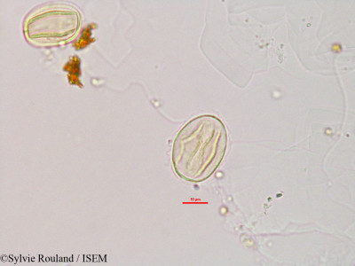 Zornia diphylla - lame n° 2812