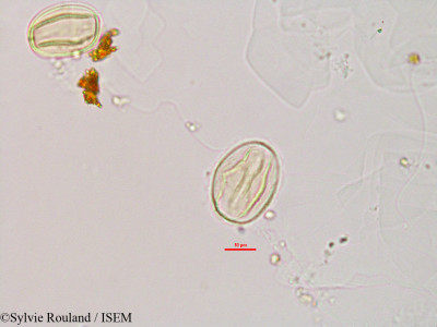 Zornia diphylla - lame n° 2812