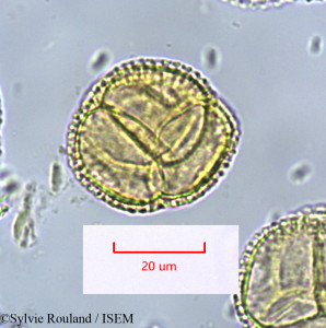Sylvie.Rouland/Zygogynum_bicolor_1666/Zygogynum_bicolor_1666_0001(copy)_thumb.jpg
