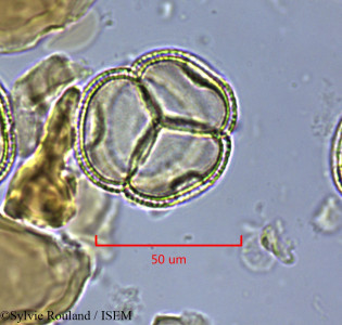 Sylvie.Rouland/Zygogynum_vieillardii_1664/Zygogynum_vieillardii_1664_0001(copy)_thumb.jpg