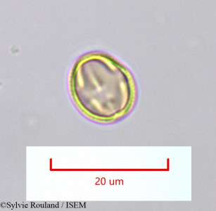 Sylvie.Rouland/Zygophyllum_depauperatum_1428/Zygophyllum_depauperatum_1428_0001(copy)_thumb.jpg