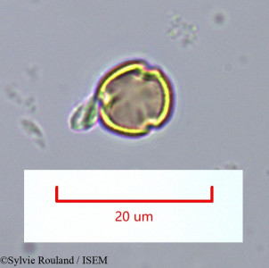 Sylvie.Rouland/Zygophyllum_madecassum_1427/Zygophyllum_madecassum_1427_0001(copy)_thumb.jpg