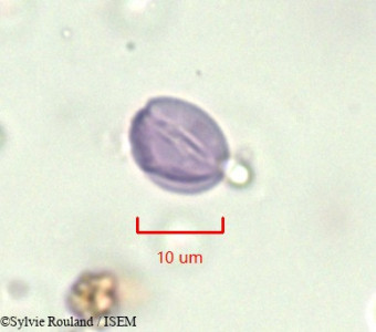 Sylvie.Rouland/Zygophyllum_simplex_749/Zygophyllum_simplex_749_0001(copy)_thumb.jpg