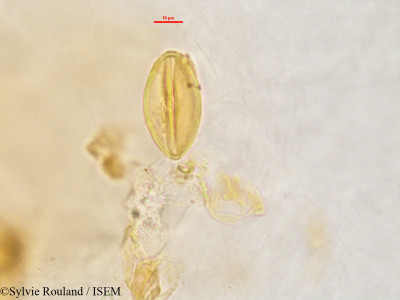 Sylvie.Rouland/Zygosicyos_tripartitus_2849/Zygosicyos_tripartitus_2849_0001(copy)_thumb.jpg